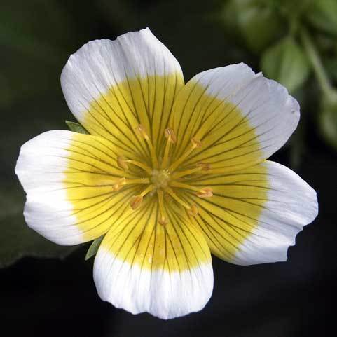 Douglas' meadowfoam