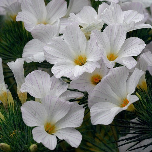Linanthus grandiflorus