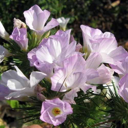 Linanthus grandiflorus