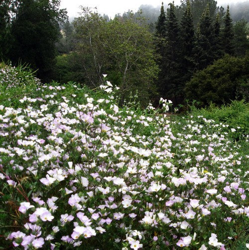Linanthus grandiflorus