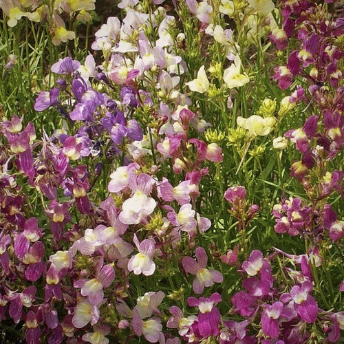 Linaria maroccana 'Northern Lights Mixed'