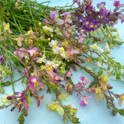 Linaria maroccana 'Northern Lights Mixed'