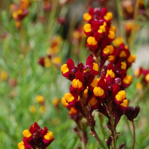 Linaria reticulata