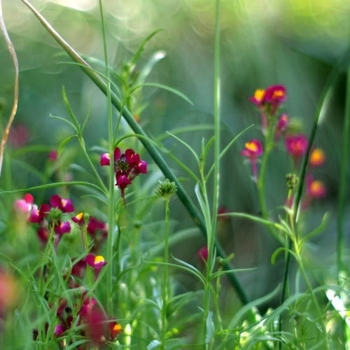 Linaria reticulata