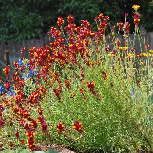 Linaria reticulata