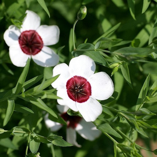 Linum grandiflorum 'Bright Eyes'