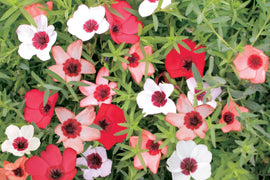 Linum grandiflorum 'Charmer Mix'