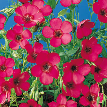 Linum rubrum 'Scarlet'