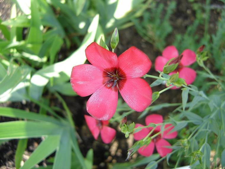 Linum rubrum 'Scarlet'