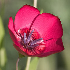 Linum rubrum 'Scarlet'