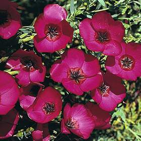 Linum rubrum 'Scarlet'