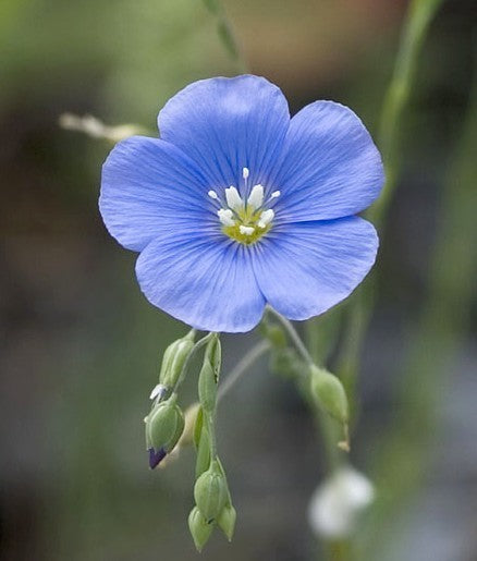 Linum usitatissimum