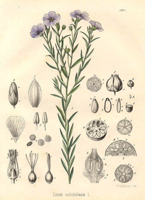 Linum usitatissimum
