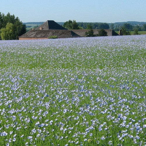 Linum usitatissimum