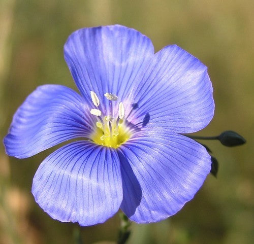 Linum usitatissimum