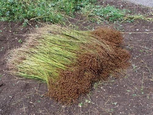 Linum usitatissimum