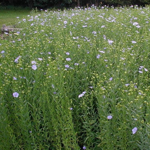 Linum usitatissimum