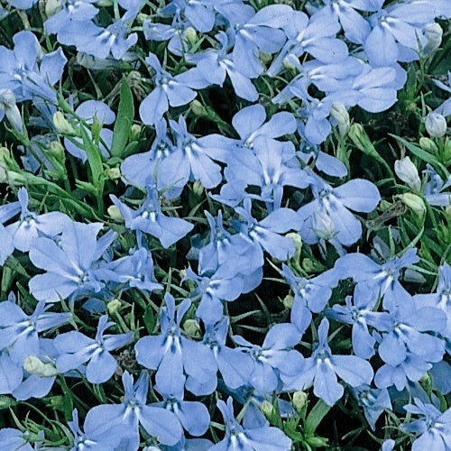 Lobelia erinus 'Cambridge Blue'