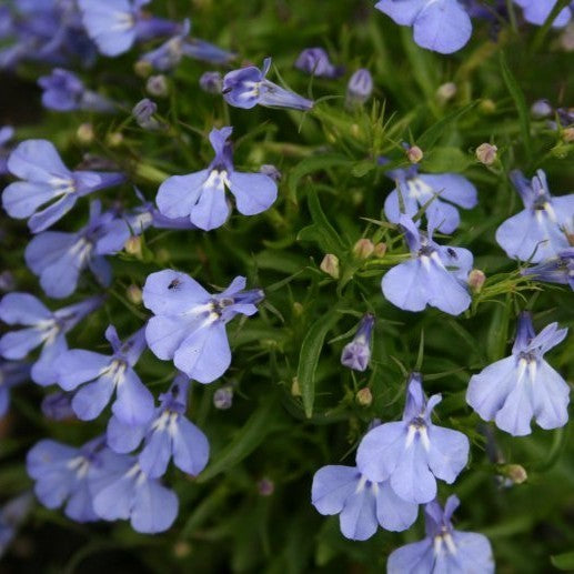 Lobelia erinus 'Cambridge Blue'