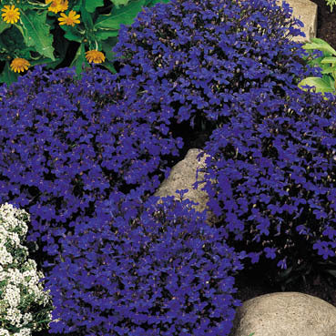 Lobelia erinus 'Crystal Palace'