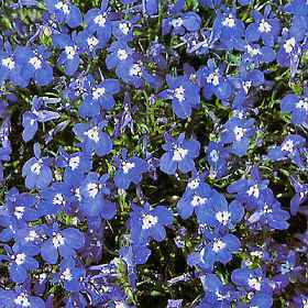 Lobelia erinus 'Mrs. Clibran'