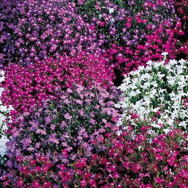 Lobelia erinus 'Parelsnoer' / 'String of Pearls'