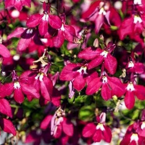 Lobelia erinus 'Rosamond'