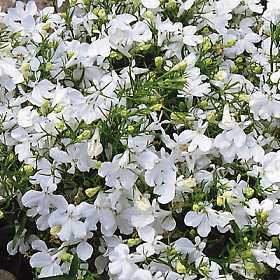 Lobelia erinus 'White Lady'