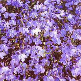 Lobelia erinus pendula 'Blue Cascade'