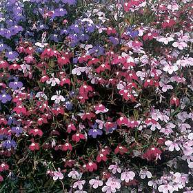 Lobelia erinus pendula 'Cascade Mix'