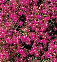 Lobelia erinus pendula 'Cascade Red'