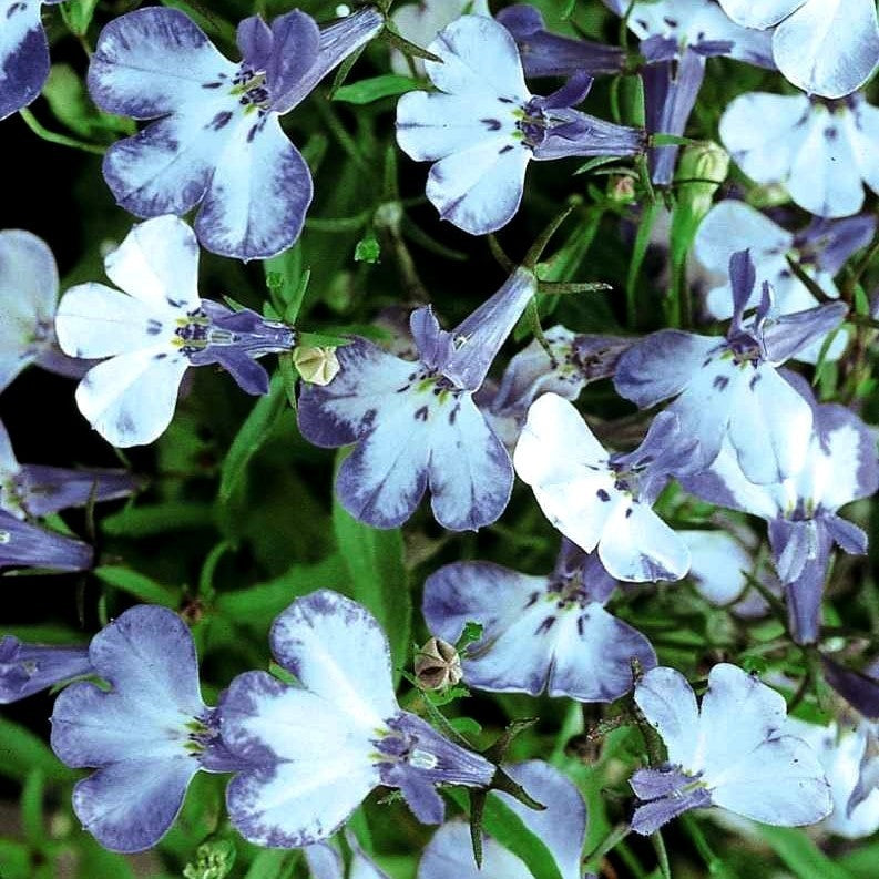 Lobelia erinus pendula ‘Regatta Blue Splash’