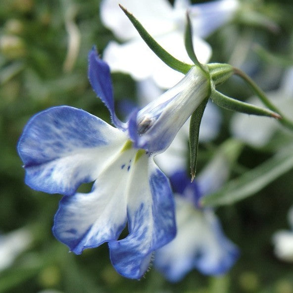 Lobelia erinus pendula ‘Regatta Blue Splash’