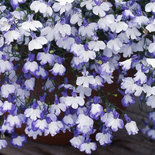 Lobelia erinus pendula ‘Regatta Blue Splash’