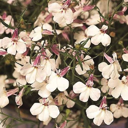 Lobelia erinus pendula 'Regatta Lilac Splash'