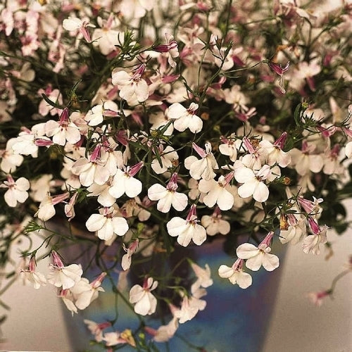 Lobelia erinus pendula 'Regatta Lilac Splash'