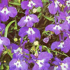 Lobelia erinus pendula 'Sapphire'