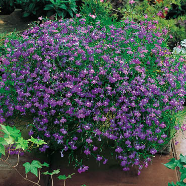 Lobelia erinus pendula 'Sapphire'