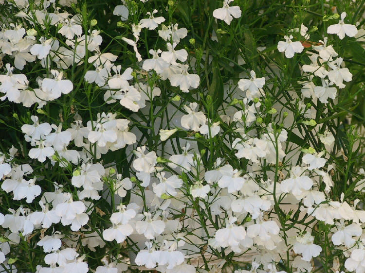 Lobelia erinus pendula 'White Cascade' / 'White Fountain'