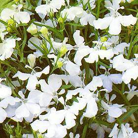 Lobelia erinus pendula 'White Cascade' / 'White Fountain'
