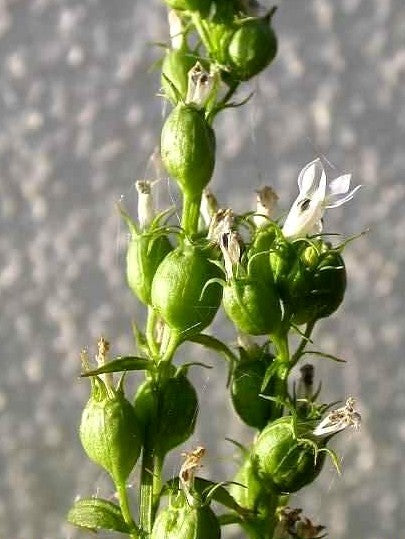 Lobelia inflata