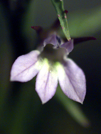 Lobelia inflata