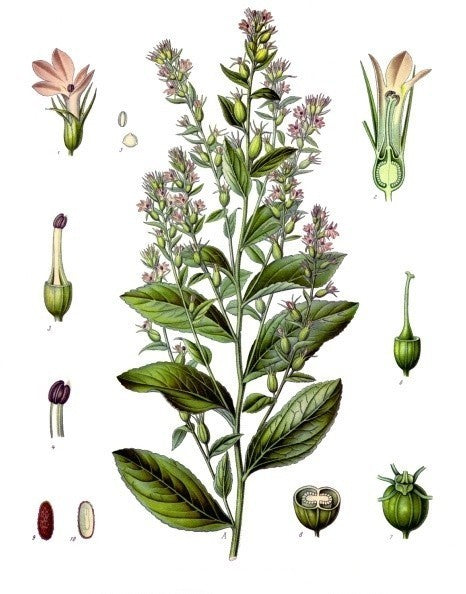 Lobelia inflata