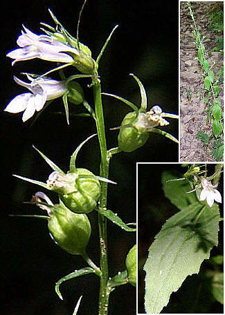 Lobelia inflata