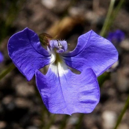 Lobelia tenuior 'Blue Wings'