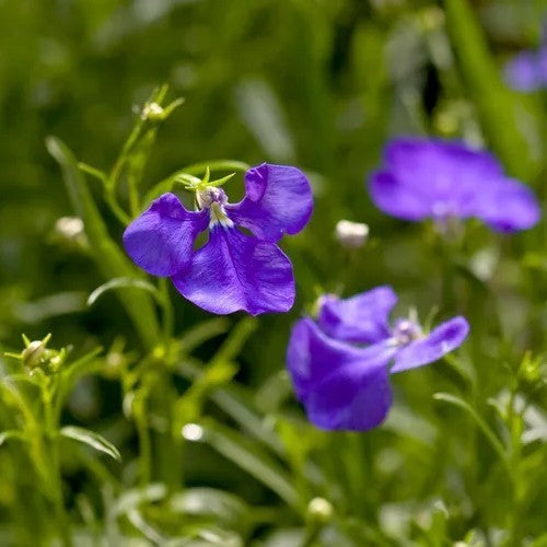 Lobelia tenuior 'Blue Wings'