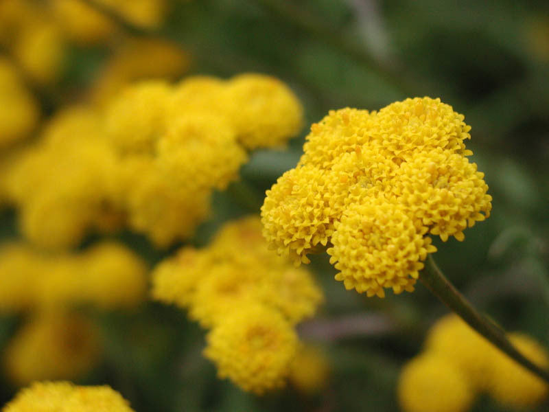 Lonas inodora 'Golden Yellow'
