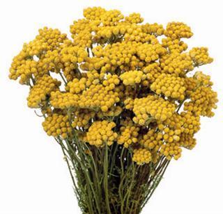 Lonas inodora 'Golden Yellow'