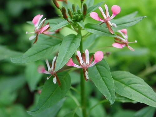 Lopezia racemosa 'Pretty Rose'