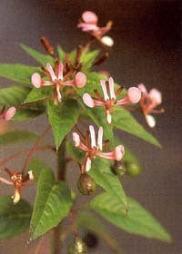 Lopezia racemosa 'Pretty Rose'